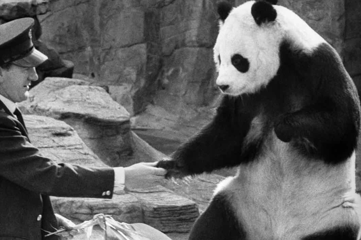 大熊猫15.jpg